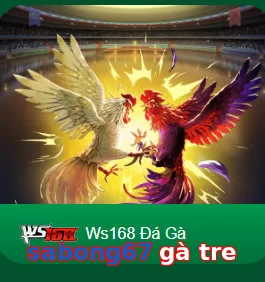 sabong67 gà tre